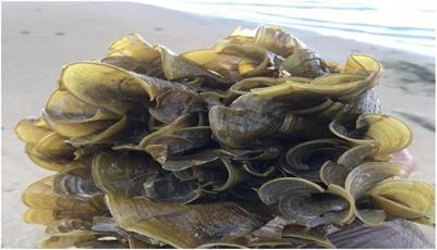 Phycochemical and Biological Activities From Different Extracts of Padina antillarum (Kützing) Piccone